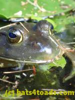 /home//u458753944/public_html/sourcegallery///Frogs/More bullfrogs/P9060094.JPG
